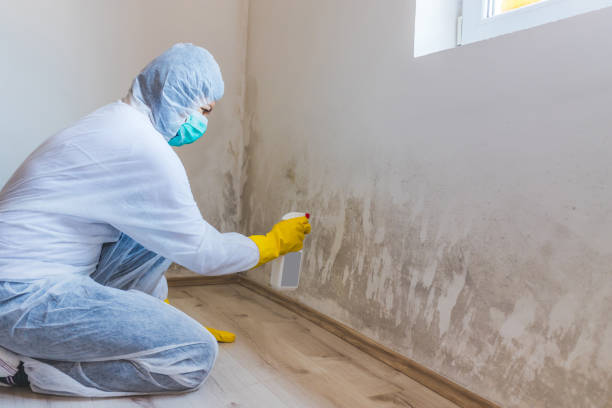 Licensed Basement Mold Remediation service in Chatham, VA - Car Mold Remediation